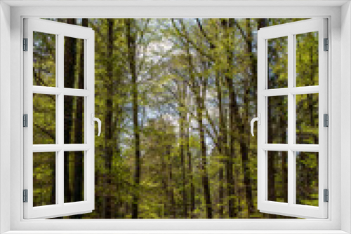 Fototapeta Naklejka Na Ścianę Okno 3D - Erstes zartes Frühlingsgrün mit Waldweg