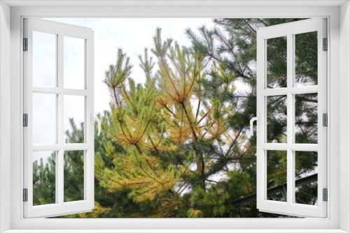 Fototapeta Naklejka Na Ścianę Okno 3D - Pine branches against the summer sky