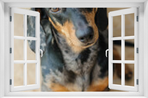 Fototapeta Naklejka Na Ścianę Okno 3D - Marble dog push with multicolored eyes