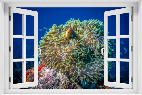 Fototapeta Naklejka Na Ścianę Okno 3D - Anemonfish live under the protection of anemones at the bottom of the Indian ocean