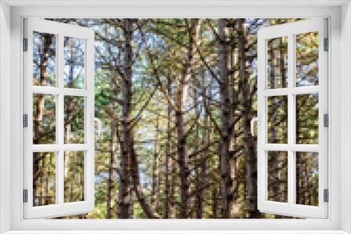 Fototapeta Naklejka Na Ścianę Okno 3D - Wald Hoornsebos auf Terschelling