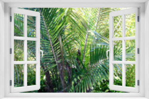 Fototapeta Naklejka Na Ścianę Okno 3D - Palm park in the Elche region, Spain