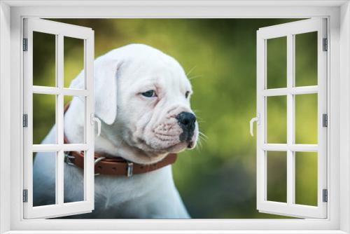 Fototapeta Naklejka Na Ścianę Okno 3D - American bulldog purebred dog puppy outside. Green background and bull type dog.	