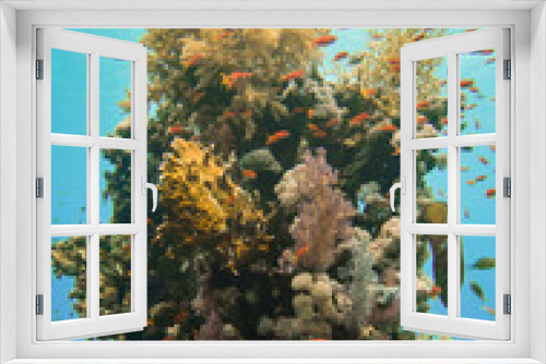 Fototapeta Naklejka Na Ścianę Okno 3D - Marine Life