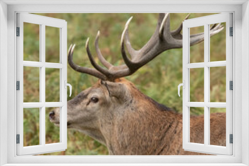 Fototapeta Naklejka Na Ścianę Okno 3D - Closeup of a large red stag deer showing off his sharpened antlers