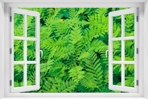 Fototapeta Naklejka Na Ścianę Okno 3D - Green leaves pattern background, Natural background and wallpaper.