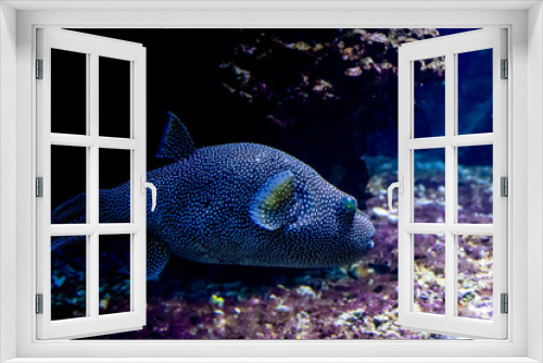 Fototapeta Naklejka Na Ścianę Okno 3D - a blowfish swimming  in the ocen