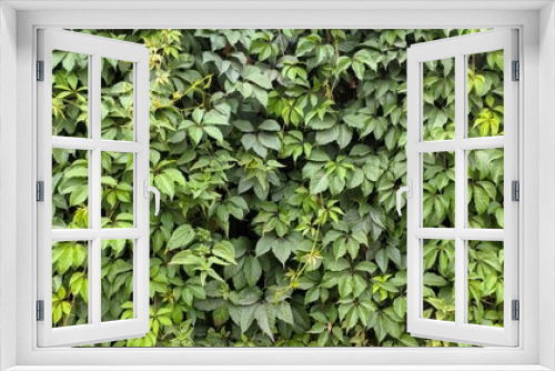 Fototapeta Naklejka Na Ścianę Okno 3D - green leaves background texture