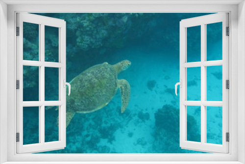 Fototapeta Naklejka Na Ścianę Okno 3D - Green turtle swimming over reef 3