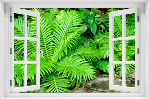 Fototapeta Naklejka Na Ścianę Okno 3D - Beautiful Green fern Leaves. Gardening, landscaping design concept.