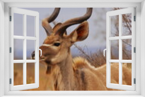 Fototapeta Naklejka Na Ścianę Okno 3D - Male Kudu