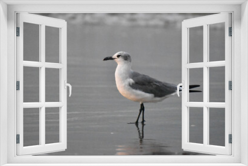 Fototapeta Naklejka Na Ścianę Okno 3D - seagull on the beach