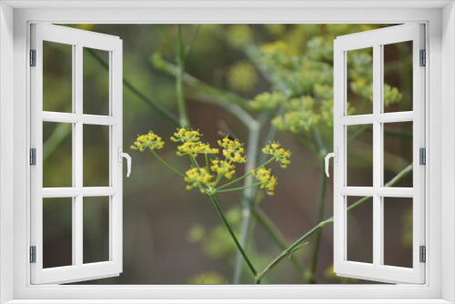 Fototapeta Naklejka Na Ścianę Okno 3D - Yellow little flower