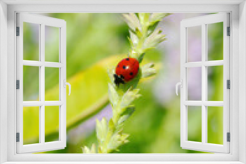 Fototapeta Naklejka Na Ścianę Okno 3D - On a False Dragonshead flower, a Ladybird or Lady bug beetle rests