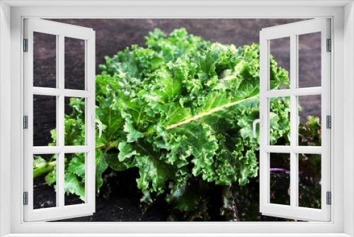 Fototapeta Naklejka Na Ścianę Okno 3D - Kale cabbage close-up.