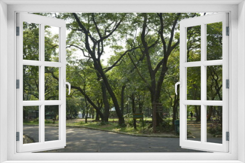 Fototapeta Naklejka Na Ścianę Okno 3D - Ninoy Aquino parks and wildlife surrounding trees in Quezon City, Philippines