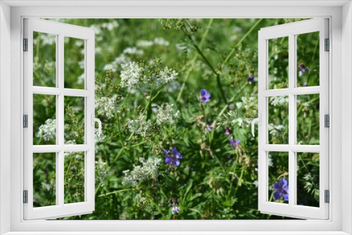 Fototapeta Naklejka Na Ścianę Okno 3D - Wildlife perenial white and blue flowers and grasses in countryside blooming meadow with blue sky and some trees