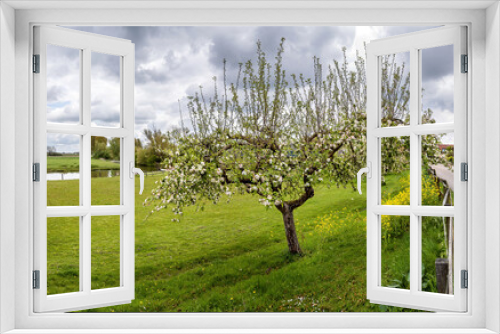 Fototapeta Naklejka Na Ścianę Okno 3D -  Road on a dike in Deil, Betuwe, Gelderland, along the Linge river in springtime, with flowering apple trees