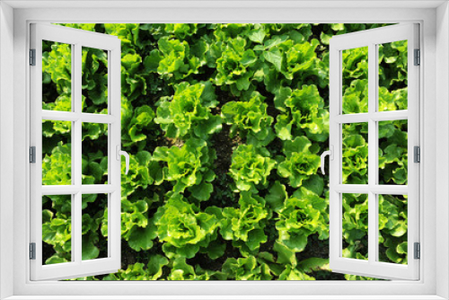 Fototapeta Naklejka Na Ścianę Okno 3D - lettuce plant in field