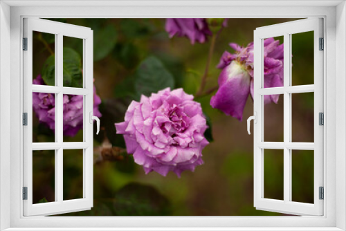 Fototapeta Naklejka Na Ścianę Okno 3D - Rose bushes in the garden.
