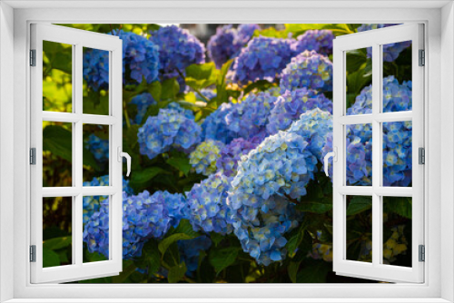 Fototapeta Naklejka Na Ścianę Okno 3D - 満開の紫陽花