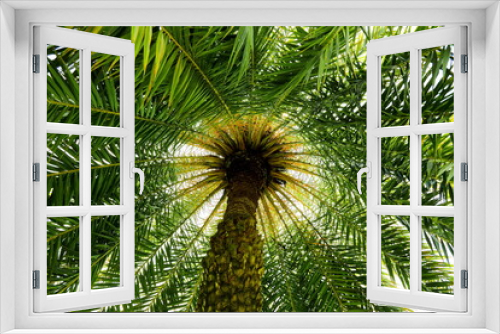 Fototapeta Naklejka Na Ścianę Okno 3D - The sun shone from the top of the Date palm tree,Ant's eye view