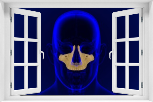 Fototapeta Naklejka Na Ścianę Okno 3D - Human Skeleton Skull Maxillal Bone Anatomy For Medical Concept