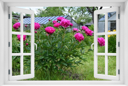 Fototapeta Naklejka Na Ścianę Okno 3D - Blooming peony bush in the garden on the background of a glass greenhouse. Raspberry-colored peonies.