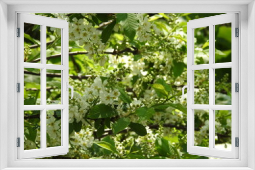 Fototapeta Naklejka Na Ścianę Okno 3D - Buds and white flowers on tree branches