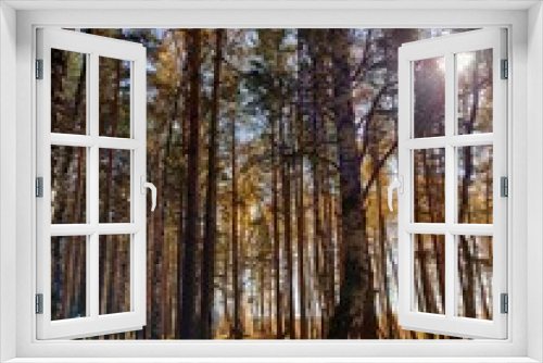 Fototapeta Naklejka Na Ścianę Okno 3D - autumn in the woods