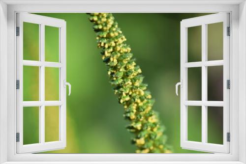 Fototapeta Naklejka Na Ścianę Okno 3D - Ragweed /  Asteraceae annual grass /  A plant that causes hay fever