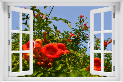 Fototapeta Naklejka Na Ścianę Okno 3D - Flowering garden ivy. Trumpet Creeper, Trumpet vine. (Campsis Radicans)