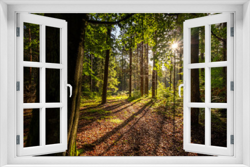Fototapeta Naklejka Na Ścianę Okno 3D - Poranek wczesna jesień w lesie