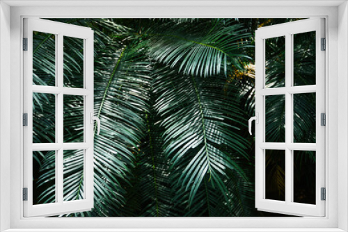 Fototapeta Naklejka Na Ścianę Okno 3D - Plam leaves natural green pattern on dark background - Leaf beautiful in the tropical forest plant jungle
