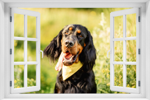 Fototapeta Naklejka Na Ścianę Okno 3D - Scottish setter dog on green grass