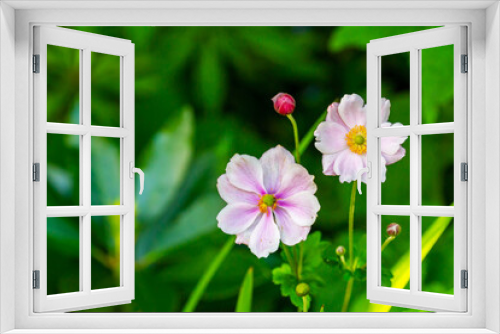 Fototapeta Naklejka Na Ścianę Okno 3D - Japanese anemone flowers and buds, (Anemone hupehensis  japonica). White pink flowers with yellow stamens and green blurred background. Summer garden in Ireland