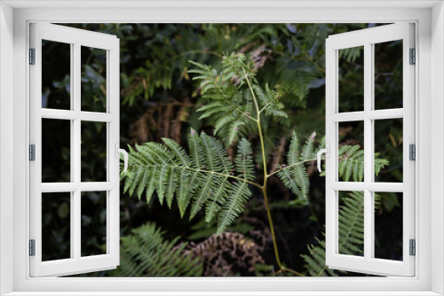 Fototapeta Naklejka Na Ścianę Okno 3D - Fern in a forest
