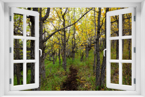 Fototapeta Naklejka Na Ścianę Okno 3D - Beautiful View of Colorful Trees in the Forest during Fall Season. Taken near Whitehorse, Yukon, Canada.