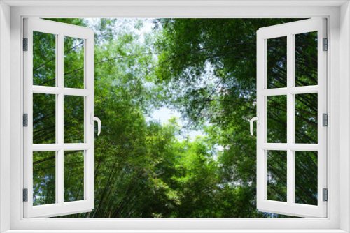 Fototapeta Naklejka Na Ścianę Okno 3D - green bamboo forest background natural outdoor, vacation travel
