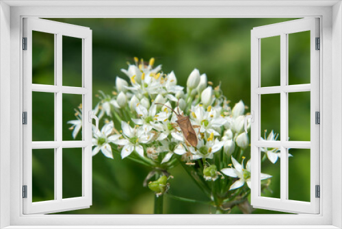 Fototapeta Naklejka Na Ścianę Okno 3D - 庭に咲いた白い花に虫がとまっている

