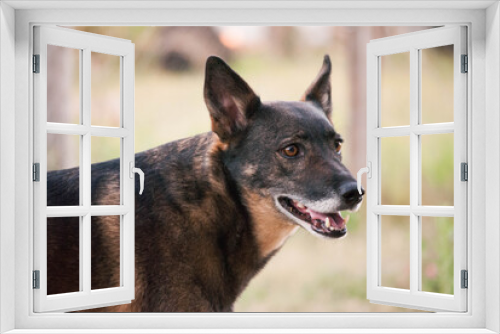 Fototapeta Naklejka Na Ścianę Okno 3D - posing dog 9