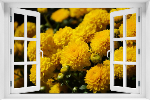 Fototapeta Naklejka Na Ścianę Okno 3D - Yellow chrysanthemum flowers at sunny day