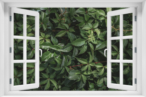 Fototapeta Naklejka Na Ścianę Okno 3D - green plant leaves background, top view