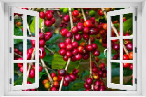 Fototapeta Naklejka Na Ścianę Okno 3D - Coffee Plantation, Doka Estate,  Alajuela, Costa Rica, Central America, America