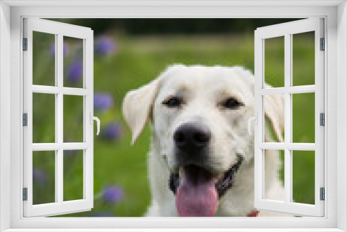 Fototapeta Naklejka Na Ścianę Okno 3D - Cute dog in the park