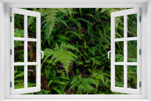 Fototapeta Naklejka Na Ścianę Okno 3D - green forest fern petals. fern pattern macro