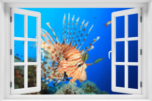 Fototapeta Naklejka Na Ścianę Okno 3D - Lionfish on Coral Reef