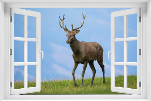 Fototapeta Naklejka Na Ścianę Okno 3D - Young red deer, cervus elaphus, walking on meadow in autumn nature. Juvenile stag with tiny antlers going on grass in fall nature. Wild immature animal marching on field.