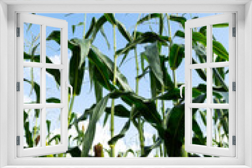 Fototapeta Naklejka Na Ścianę Okno 3D - Corn field in the afternoon. Corn on a background of blue sky