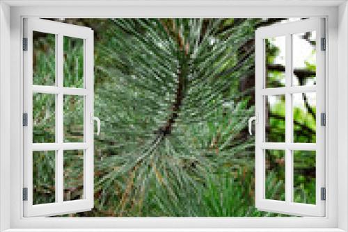 Fototapeta Naklejka Na Ścianę Okno 3D - 
close-up of the big green conifer